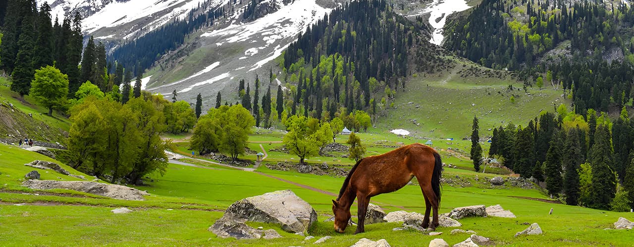 Kashmir Package Buddha Purnima Long Weekend